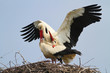 Two white storks in the nest making love Two white storks in the nest making love