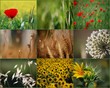flora