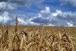 Harvest