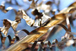 Foto: Edelmetall Edelmetall