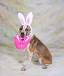 Easter Puppy