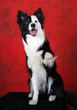 Waving Dog