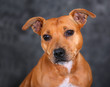 Staffordshire Bull Terrier