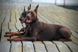 two beautiful doberman