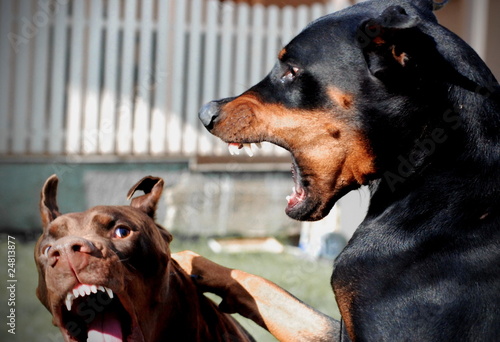 Photo: Dobermans Dobermans