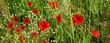 coquelicots