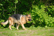 Berger allemand