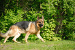 Berger allemand 