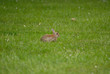 Lapin