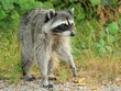 Raccoon on the prowl