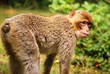 Foto: Berberaffe Berberaffe