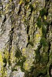 Bark background texture