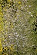 Bark background texture