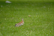 Lapin