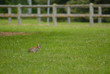 Lapin