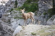 Watchful Young Bighorn Sheep