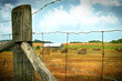 Field of freshly cut bales of hay