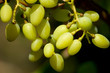 Grape
