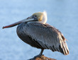 Portrait of a pelican