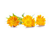 Sunny calendula on the white