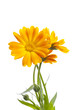 Sunny calendula on the white