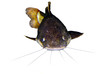 Rotflossen-Antennenwels (Phractocephalus hemioliopterus)