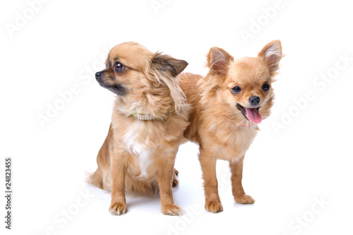 Photo: two chihuahua dogs isolated on a white background two chihuahua dogs isolated on a white background