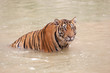 Tiger im Wasser