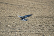 Corbeau freux