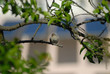 Moineau domestique