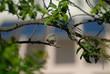 Moineau domestique