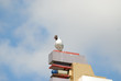 Mouette rieuse