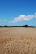 Feld