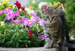 Cat and Flowers