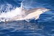 delphin