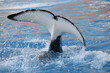 orca