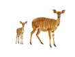 nyala