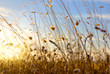Wild Spikes