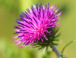 bur thorny flower. (Arctium lappa) on green background