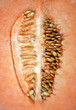 Microcosmo, interno del melone