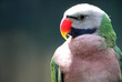 Budgie