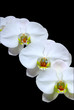 Orchid flowers