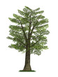 3D Model of Oak Tree 3D Model of Oak Tree