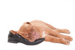Sleeping puppy