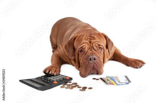 Foto: Dog with calculator, cents and credit cards Dog with calculator, cents and credit cards