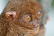 Photo: Tarsier Tarsier