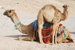 camels family in desert