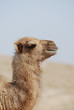 camel portrait