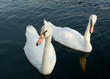 Photo: Two swans on a water surface Two swans on a water surface