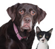 Cat and dog